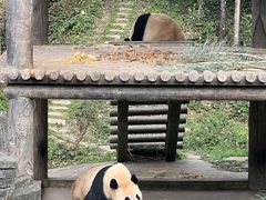 -中国大熊猫保护研究中心雅安碧峰峡基地