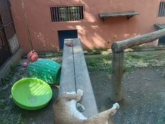 -青藏高原野生动物园