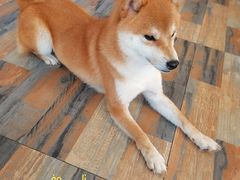 -柴源莊·柴小宠柴犬咖啡
