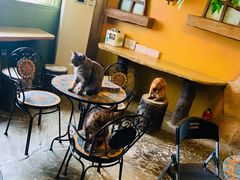 -猫猫幼稚园·撸猫·桌游·电玩