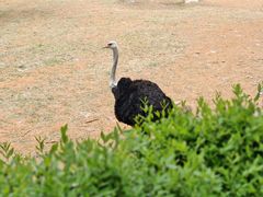 -沈阳森林动物园