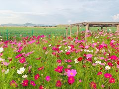 -格桑花餐厅·炭火烤羊腿(丰宁坝上草原店)