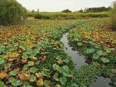 -重元寺香积厨素斋馆