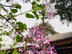 -西安市广仁寺