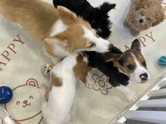 -有喵·猫咖·狗咖·30几只猫10只小狗(岗厦店)