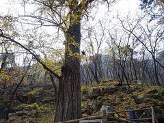 -北京上方山国家森林公园