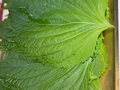 -杨记齐齐哈尔烤肉(总店)