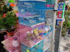 -曲阳花鸟市场(曲阳路店)