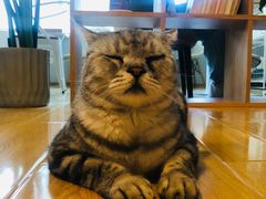 -Cappucimeow猫咪咖啡馆(韦伯时代店)
