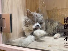 -屋虎猫馆(宝安大仟里店)