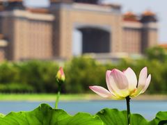 -莲花池公园