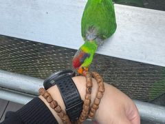 -新加坡飞禽公园