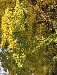 -四方阁酒楼·宴会厅(圣灯店)