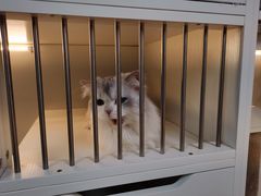 -十月米努特矮脚猫舍