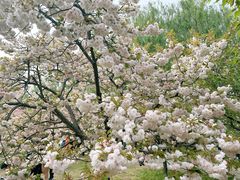 -莲花池公园
