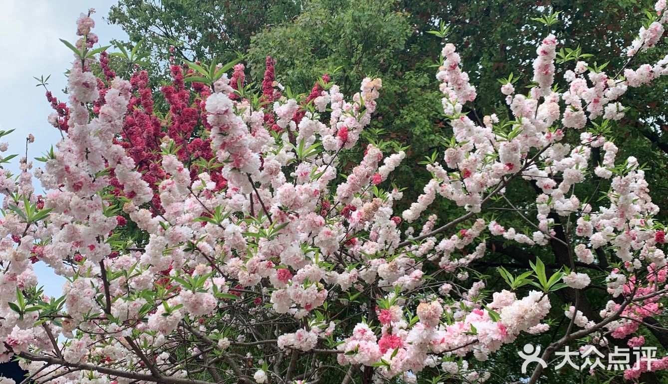 踏青绝好去处，上方山赏花可