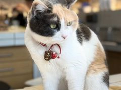 -CENCHI 汵奇咖啡(东四店)