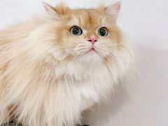 -伟伟宠物医院·CT影像中心·瑞派犬猫综合性门诊(汉口总院)