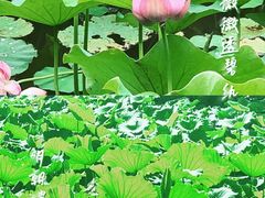 -龙头寺公园