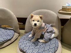 -逗柴咖啡屋·狗咖猫咖宠物桌游