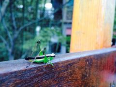 -十八棵（老龙井）御茶园(老龙井店)