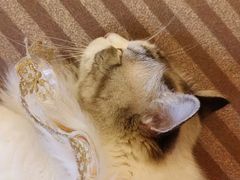 -MOCHA明星猫咖(田子坊店)