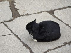 -庐山风景区花径公园