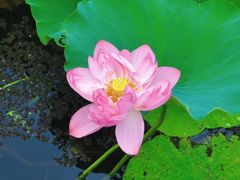 -荷塘月色湿地公园·向阳花洲