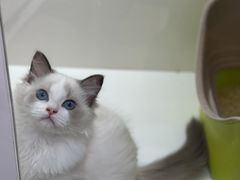 -青奢宠物·青奢猫舍