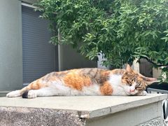 -康成宠物医院24H·CT·核磁共振