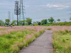 -王借岗森林公园