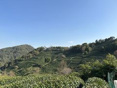 -阿巧茶庄