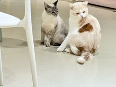 -藏猫猫咖啡主题馆(中央大道店)