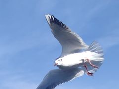 -海埂大坝