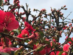 -武汉紫薇都市田园