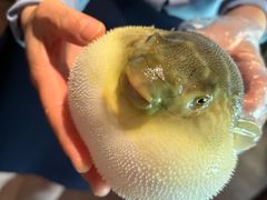 -肆月河豚·淮扬菜·湘菜(华天店)