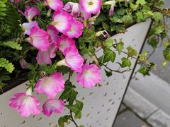 -中共上海市委党校 上海行政学院