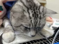 -美联众合动物医院·24h转诊中心