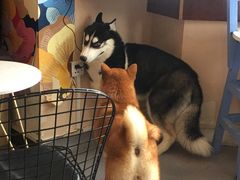 -喜柴咖啡·柴犬狗咖