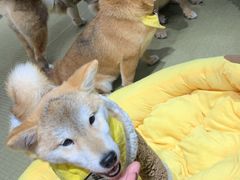 -逗柴咖啡屋·狗咖猫咖宠物桌游
