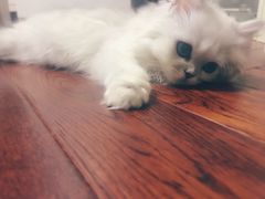 -猫大福·Fortune Cat猫舍(百子湾店)