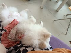 -怪兽屋·羊驼·猫咖·狗咖(俊华广场店)