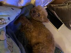 -Alexander McQueen(IAPM环贸广场店)