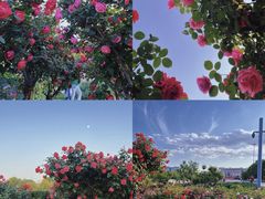 -桃花堤公园