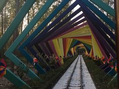 -合肥滨湖国家森林公园