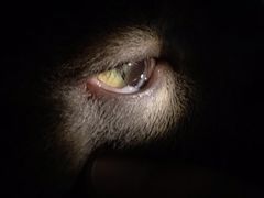 -pd派德宠物中心医院24H急重症·眼科中心·血液透析中心(嵩山北路店)