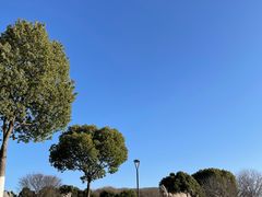 -羊山湖公园