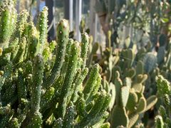 -深圳仙湖植物园
