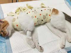 -瑞派·关忠动物医院·猫专科·犬专科(三环新城店)