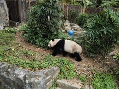 -深圳野生动物园
